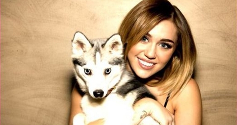Miley Cyrus modellkedni vitte a kutyáit