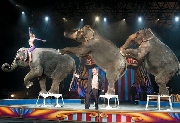 A Ringling Bros. felmenti cirkuszi elefántjait