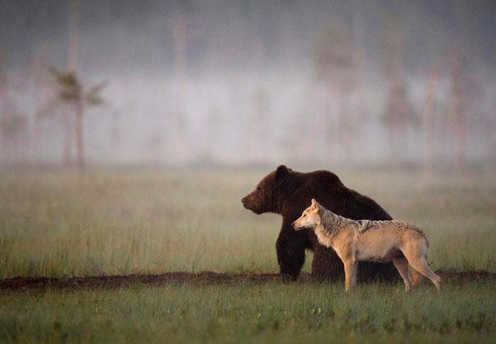 Ilyet még nem láttál: egy farkas és egy medve barátsága