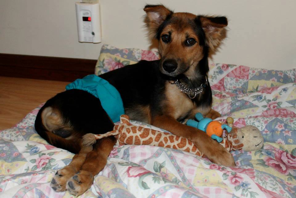 Lebénult kutyust mentett meg egy kanadai modell