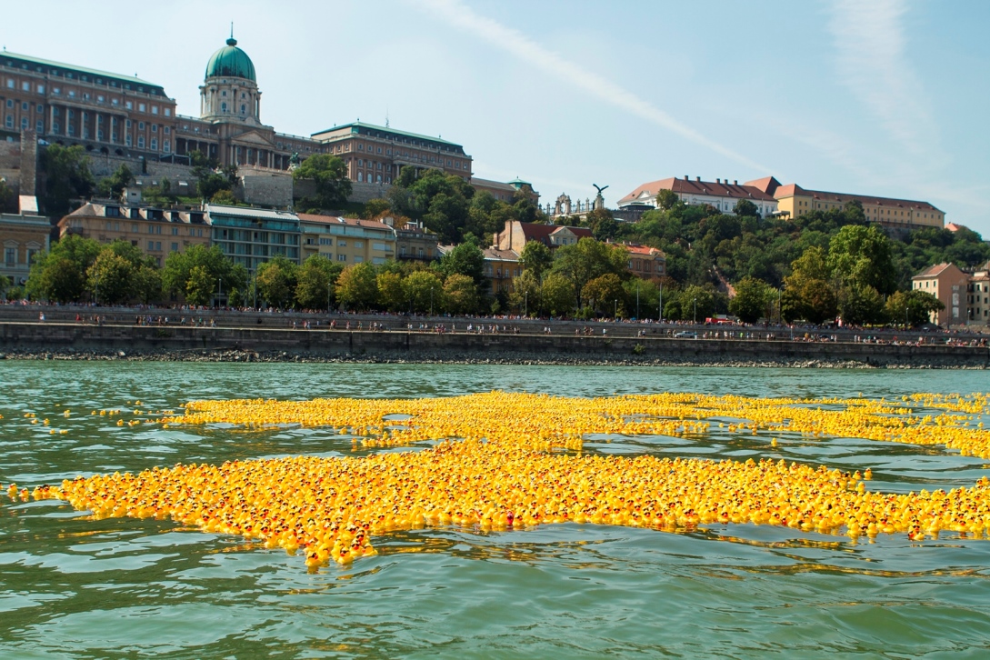 Több mint 50 000 gumikacsa úszott a Dunán