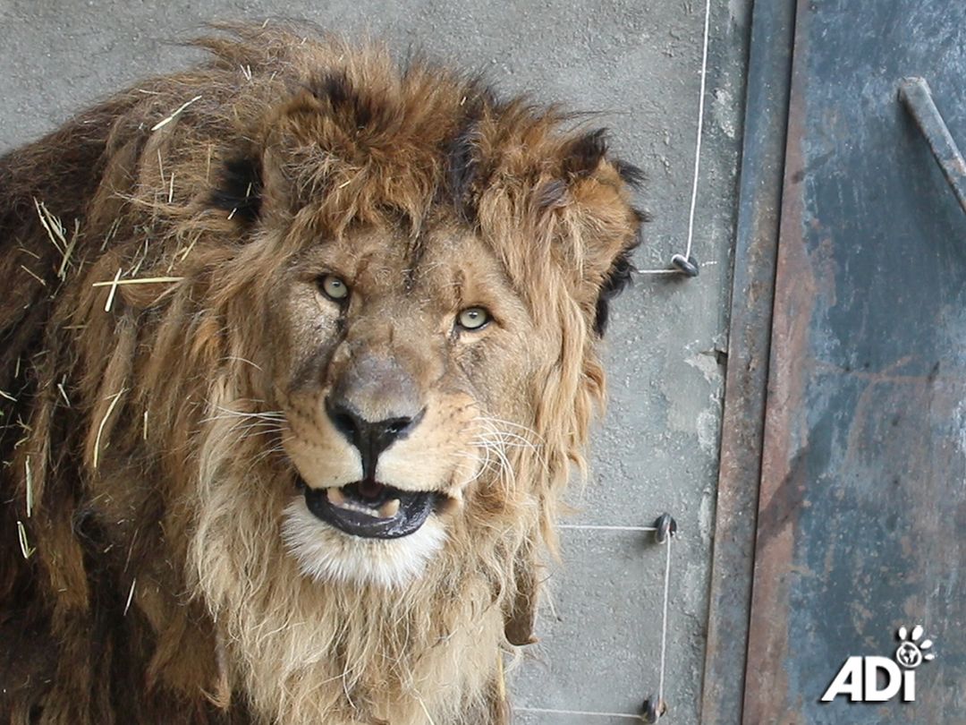 5 évig egyedül élt egy állatkertben, most végre új otthonra lelt a világ legmagányosabb oroszlánja