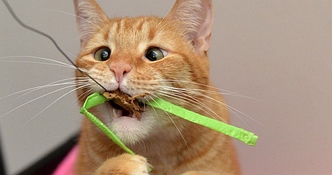 79 őrületes dolog, amit nem tudtál a macskákról