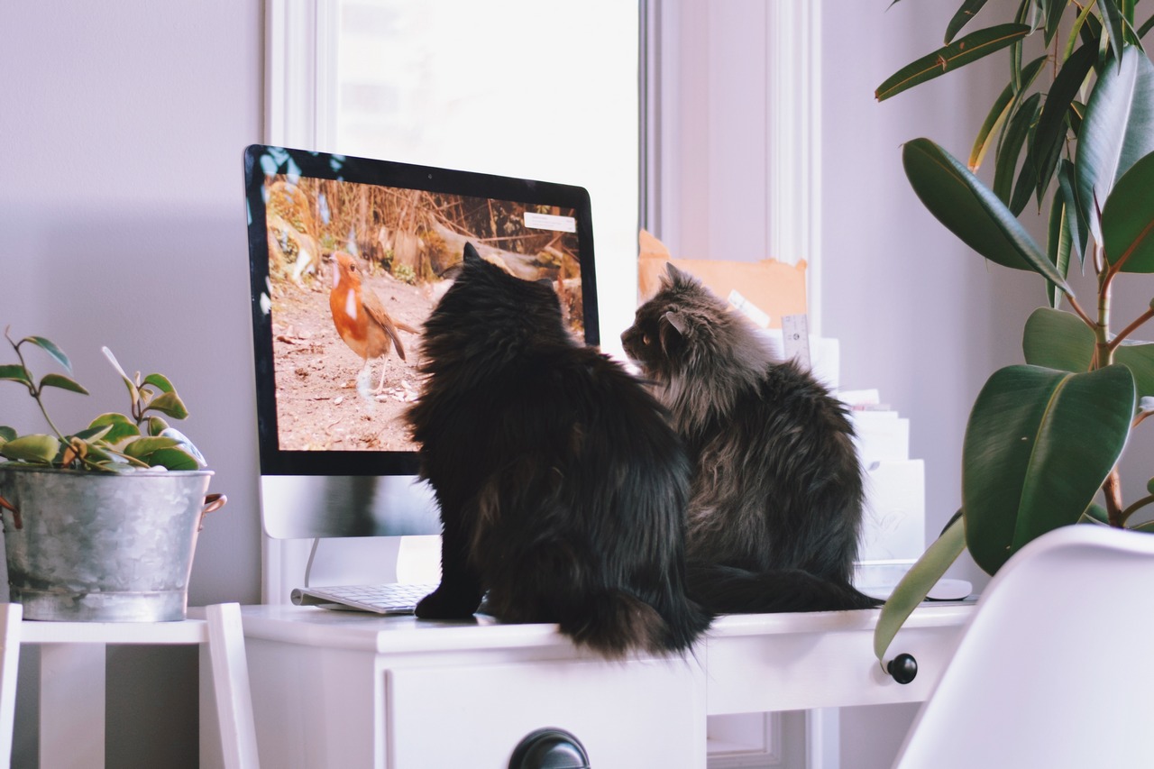 A macskás videók 2022-ben is oldják a stresszt