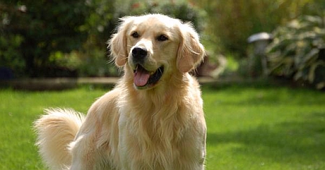 Állati ösztönök — 5 dolog, amit a kutyák kiszagolnak