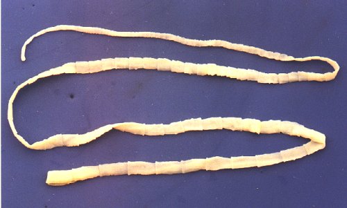 nyelni galandférget hogyan fertőződnek meg a pinworm peték