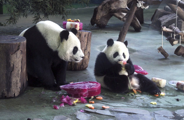 Eljátszotta terhességét a panda, hogy jobban bánjanak vele