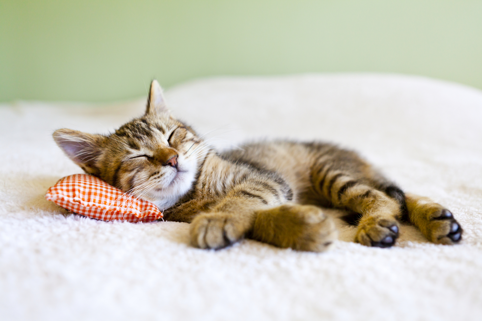 Hogy alszik a macskád? Mutatjuk, mit jelent