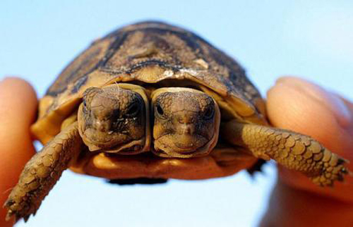 Két fejjel is boldog a teknős