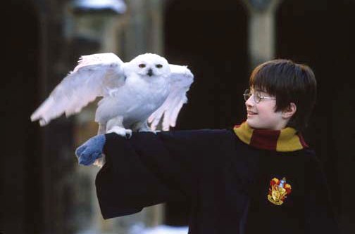 Magukra hagyják baglyaikat a Harry Potter-rajongók