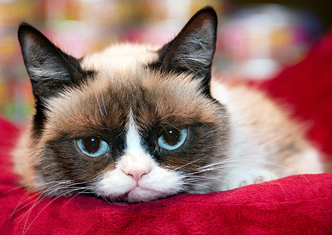 Karácsonyi témájú filmben játszik főszerepet Grumpy Cat