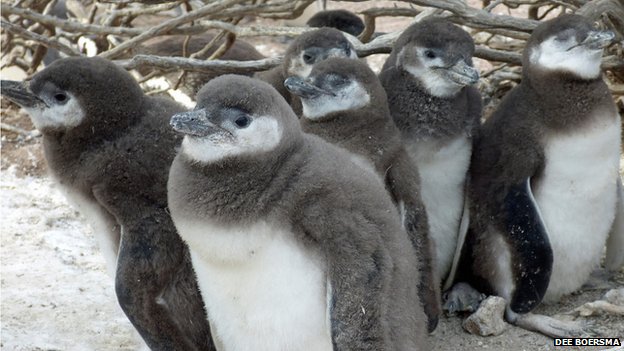 Pingvineket öl a klímaváltozás