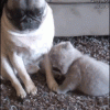 Kitti311